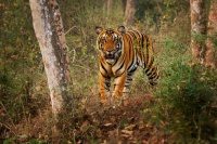 Tygr - Panthera tigris - Tiger o7935